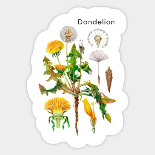 Dandelion Sticker